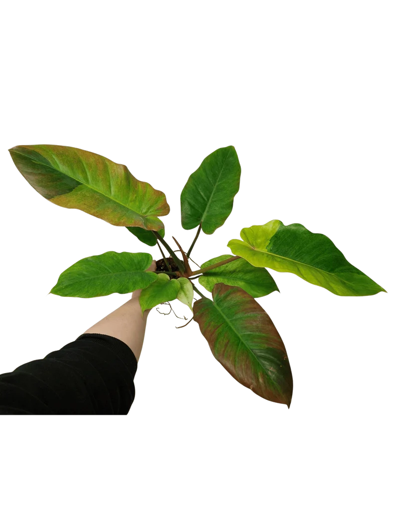 Philodendron Jungle Fever Variegata