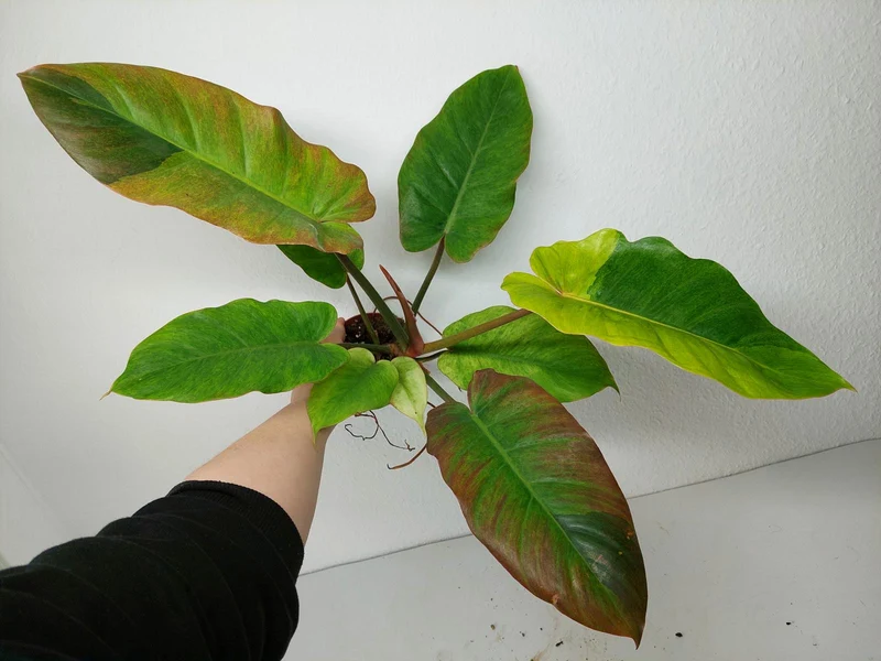 Philodendron Jungle Fever Variegata