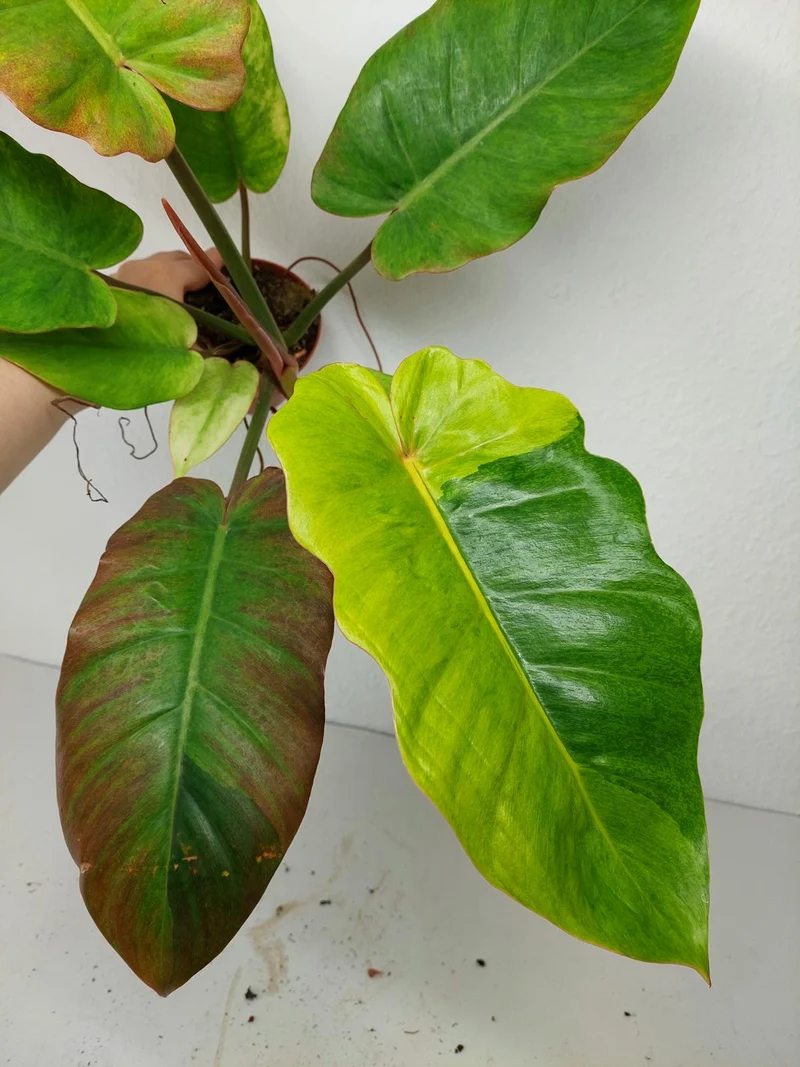 Philodendron Jungle Fever Variegata
