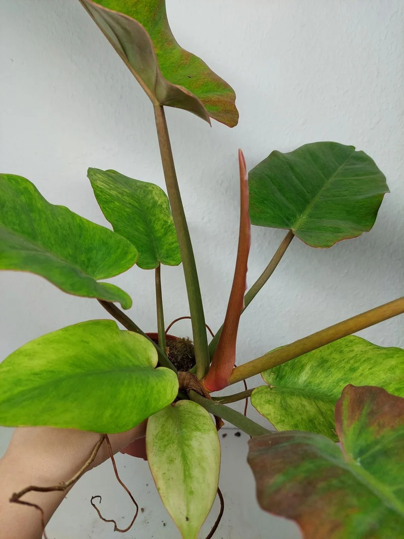 Philodendron Jungle Fever Variegata