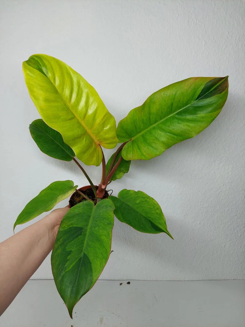 Philodendron Jungle Fever Variegata