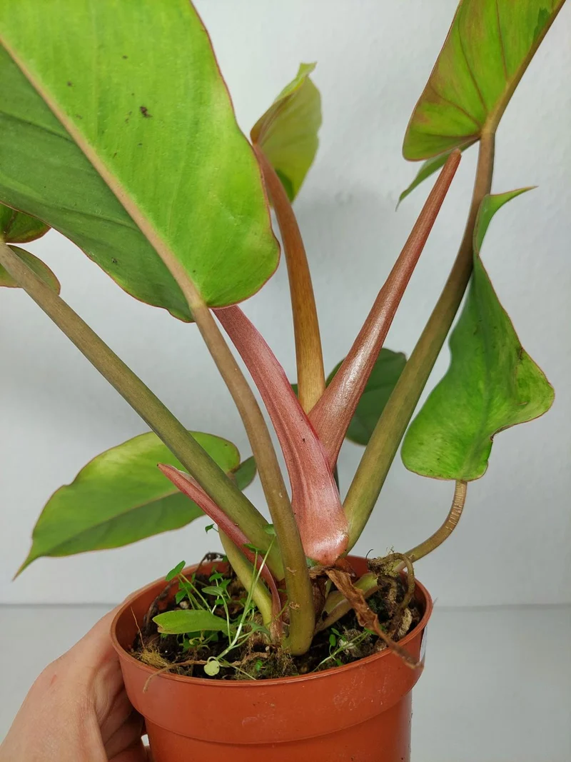 Philodendron Jungle Fever Variegata
