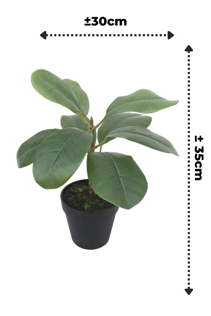 Ficus Kunstpflanze 35cm