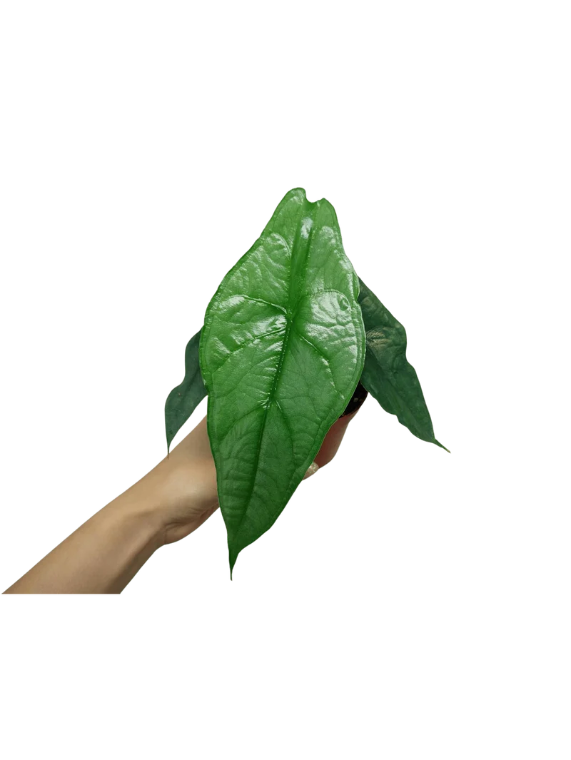 Alocasia Heterophylla Dragons Breath
