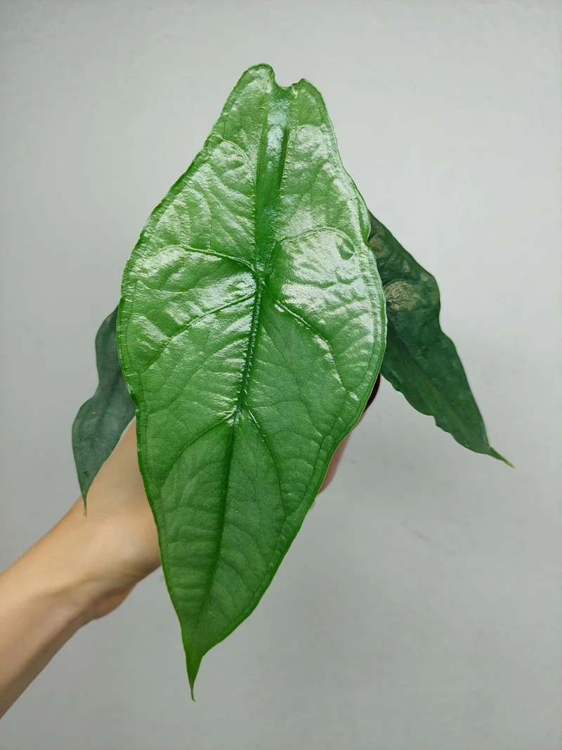 Alocasia Heterophylla Dragons Breath