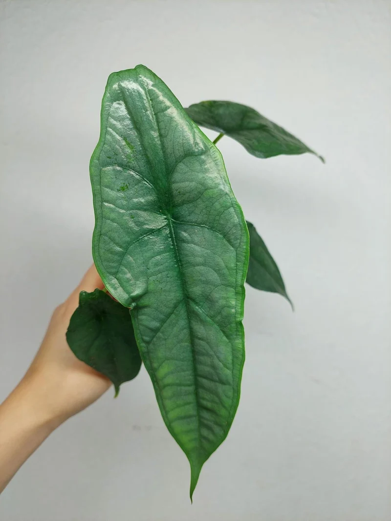 Alocasia Heterophylla Dragons Breath