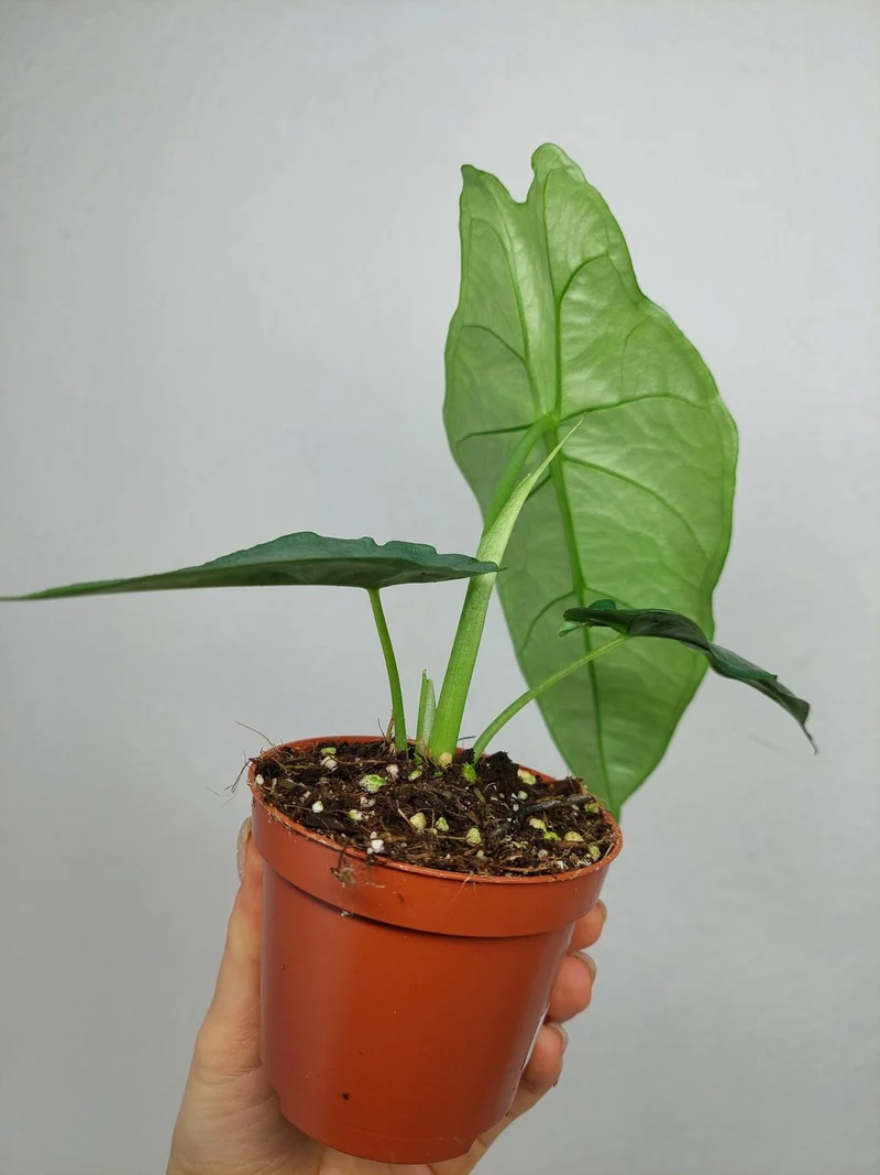 Alocasia Heterophylla Dragons Breath