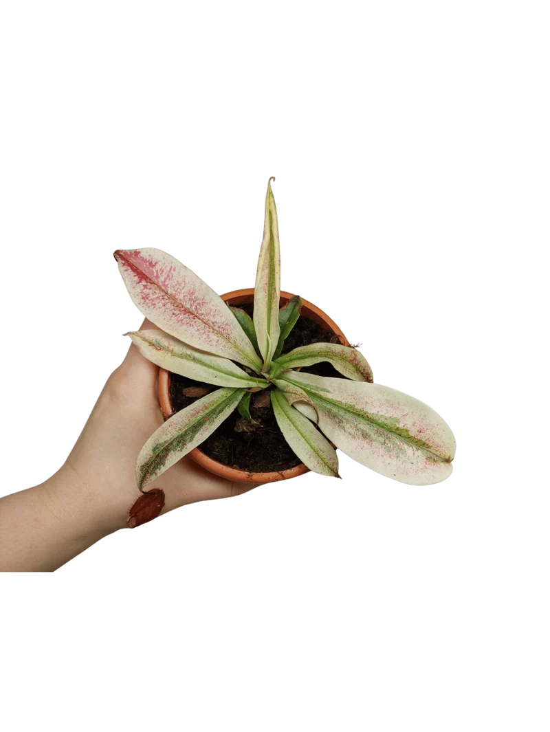 Nepenthes Viking x Ampullaria Variegata