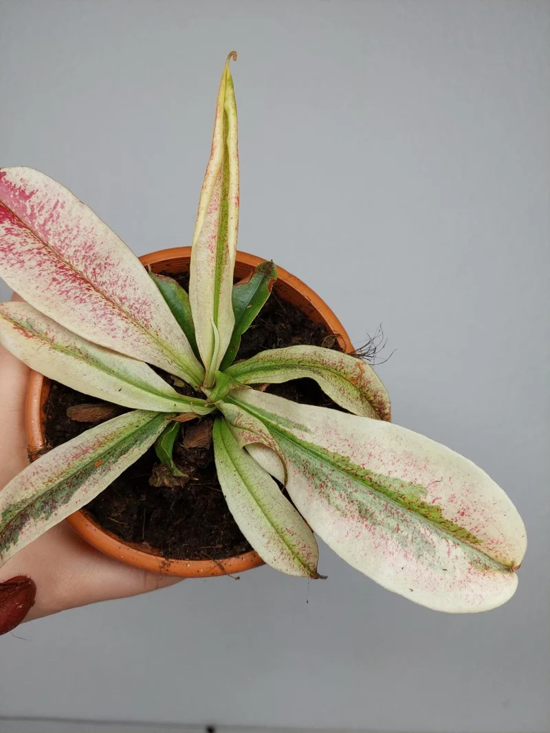 Nepenthes Viking x Ampullaria Variegata