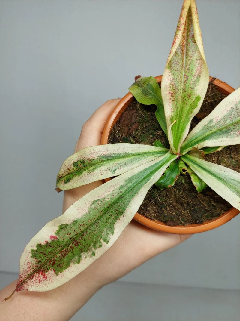 Nepenthes Viking x Ampullaria Variegata