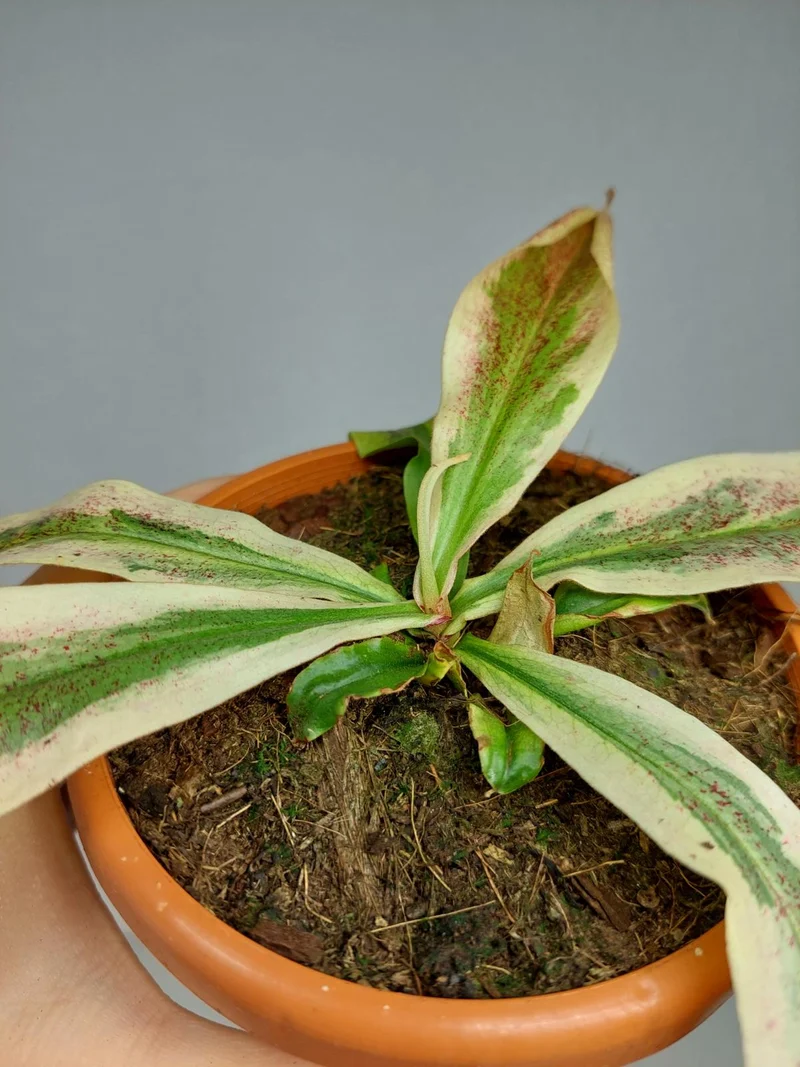 Nepenthes Viking x Ampullaria Variegata