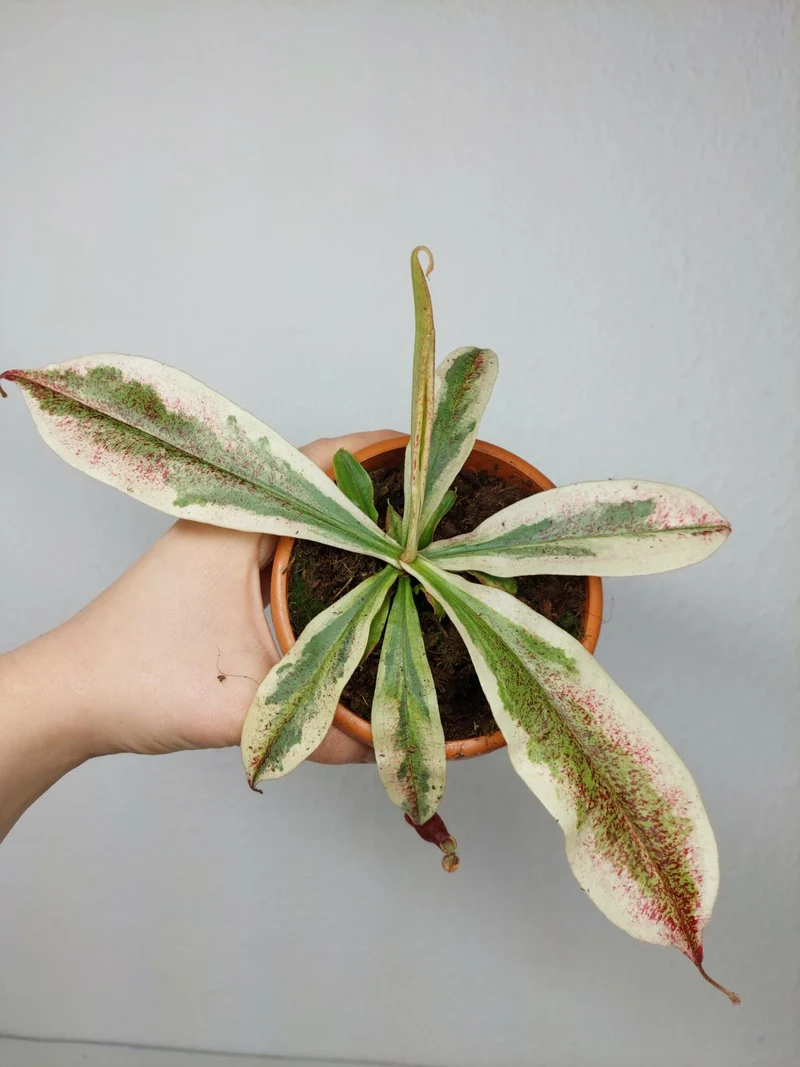 Nepenthes Viking x Ampullaria Variegata
