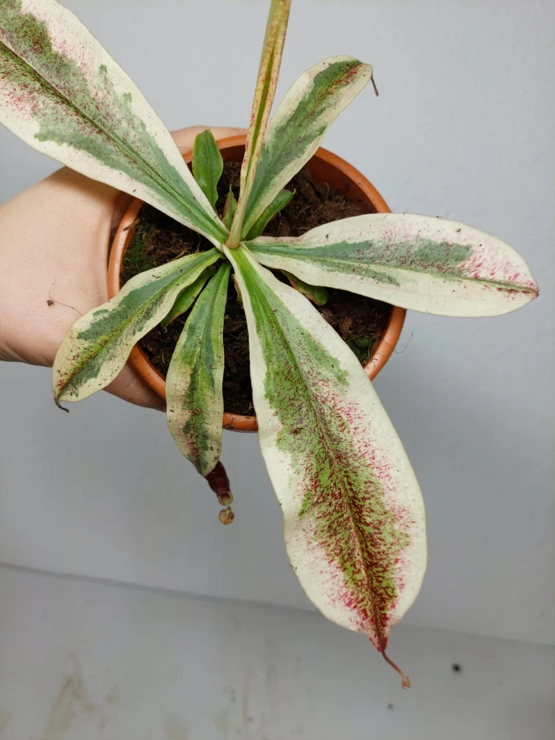 Nepenthes Viking x Ampullaria Variegata