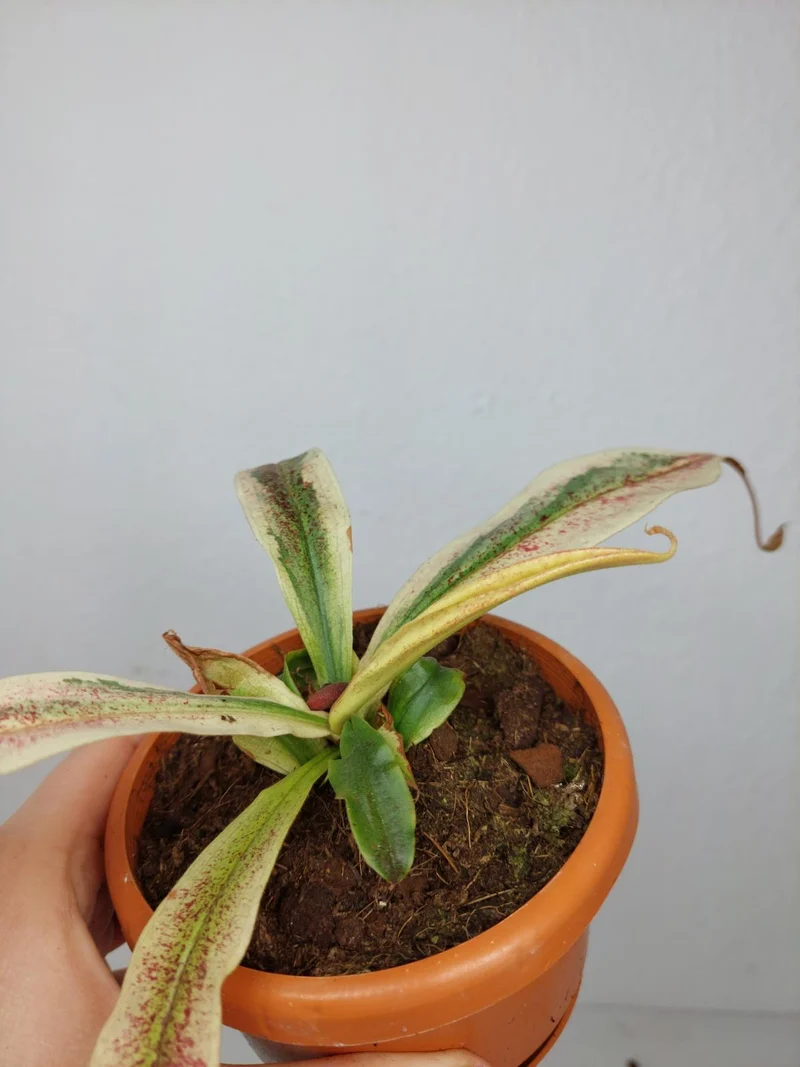 Nepenthes Viking x Ampullaria Variegata