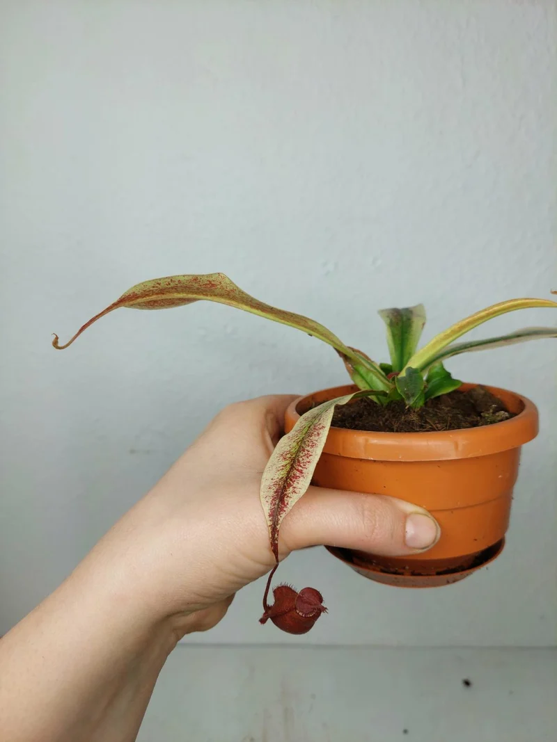 Nepenthes Viking x Ampullaria Variegata
