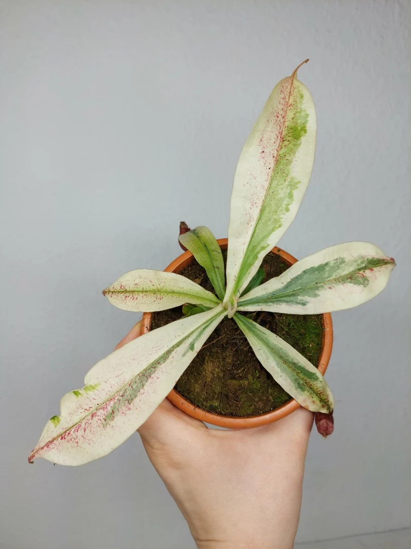 Nepenthes Viking x Ampullaria Variegata