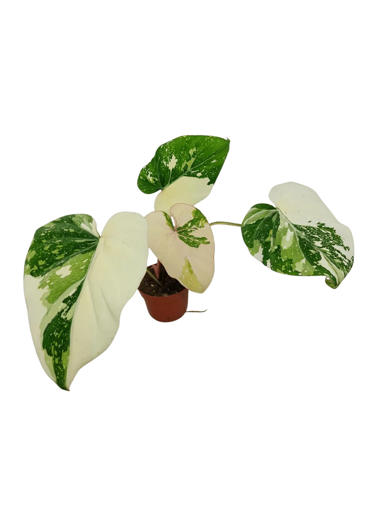 Philodendron Gloriosum Tricolor
