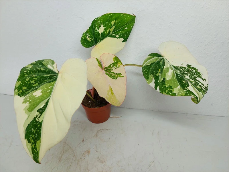 Philodendron Gloriosum Tricolor