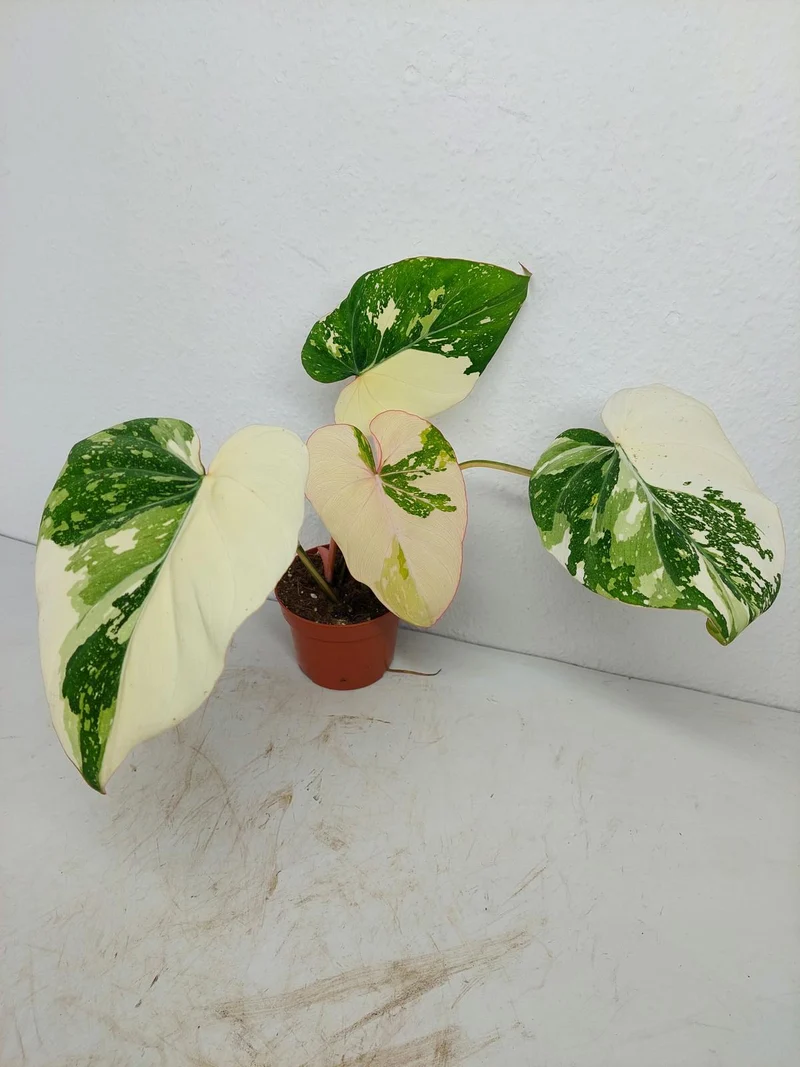 Philodendron Gloriosum Tricolor