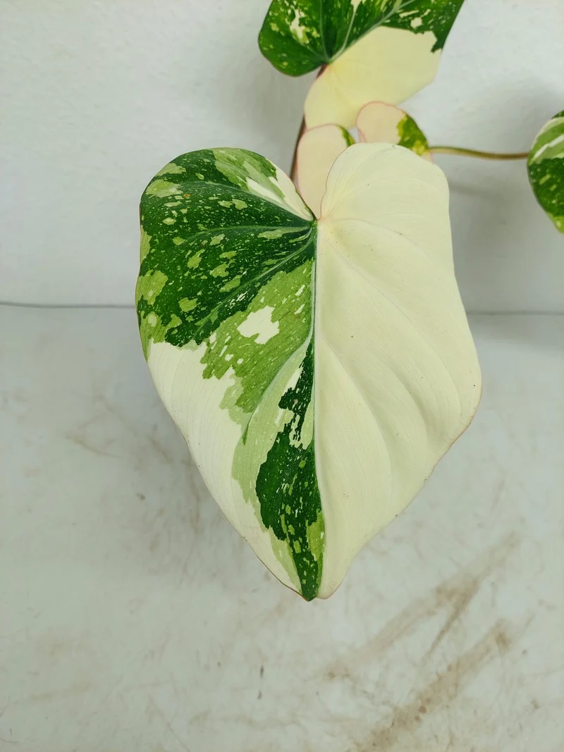 Philodendron Gloriosum Tricolor