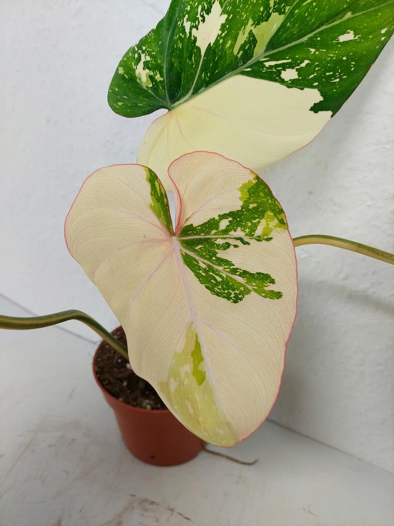 Philodendron Gloriosum Tricolor
