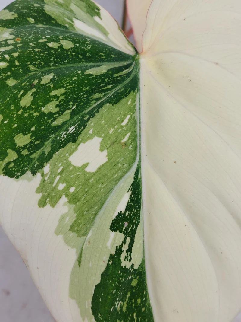 Philodendron Gloriosum Tricolor