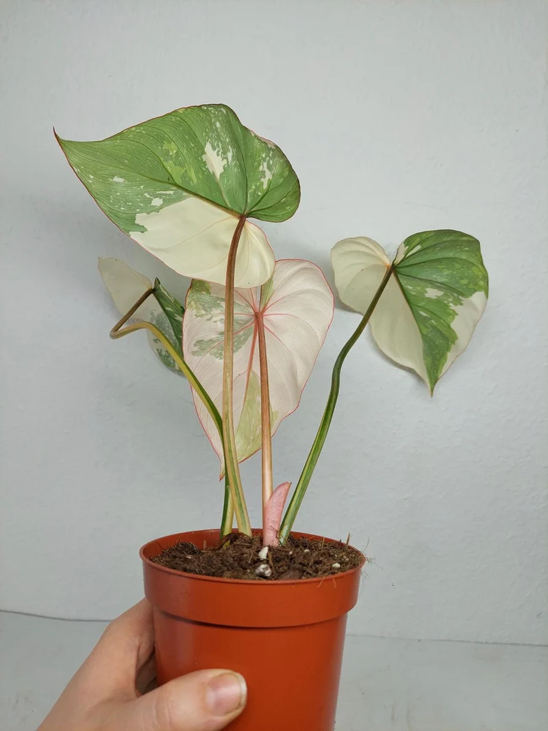 Philodendron Gloriosum Tricolor