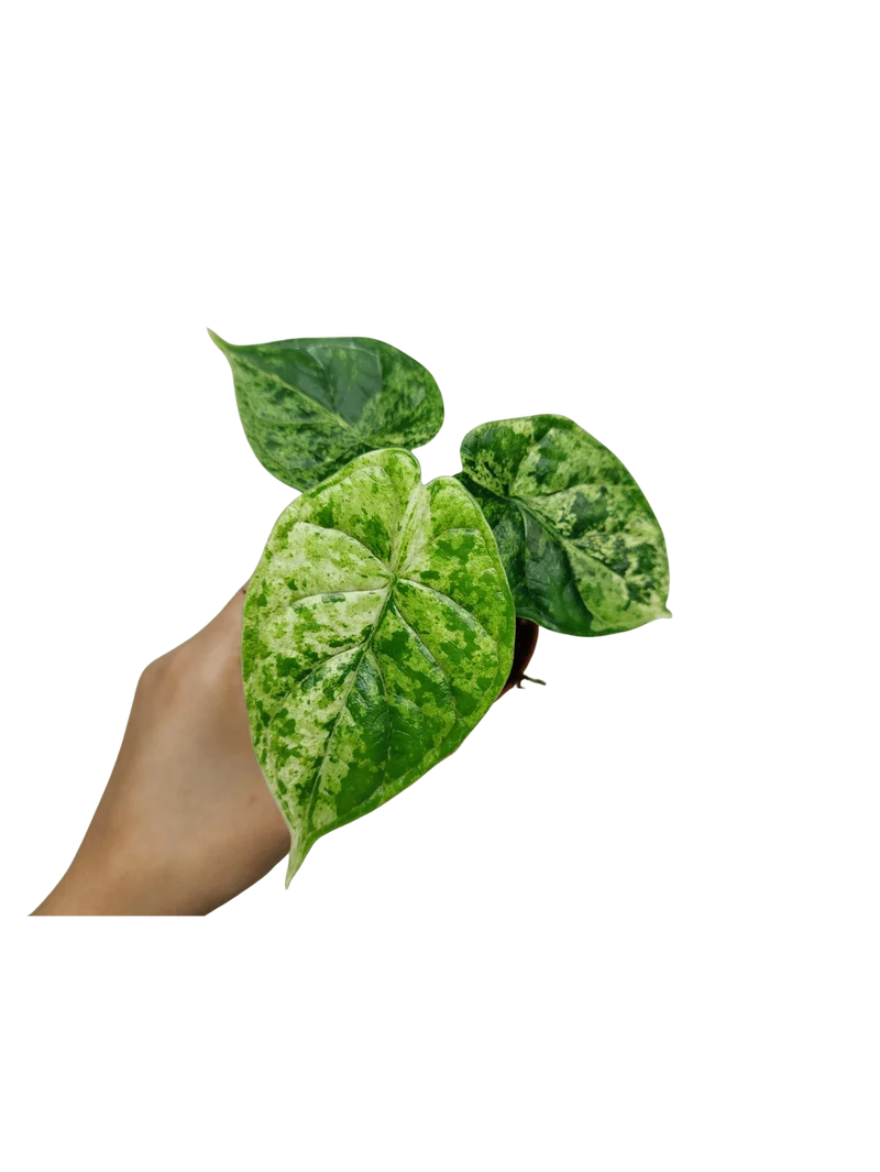 Alocasia Dragon Scale Mint