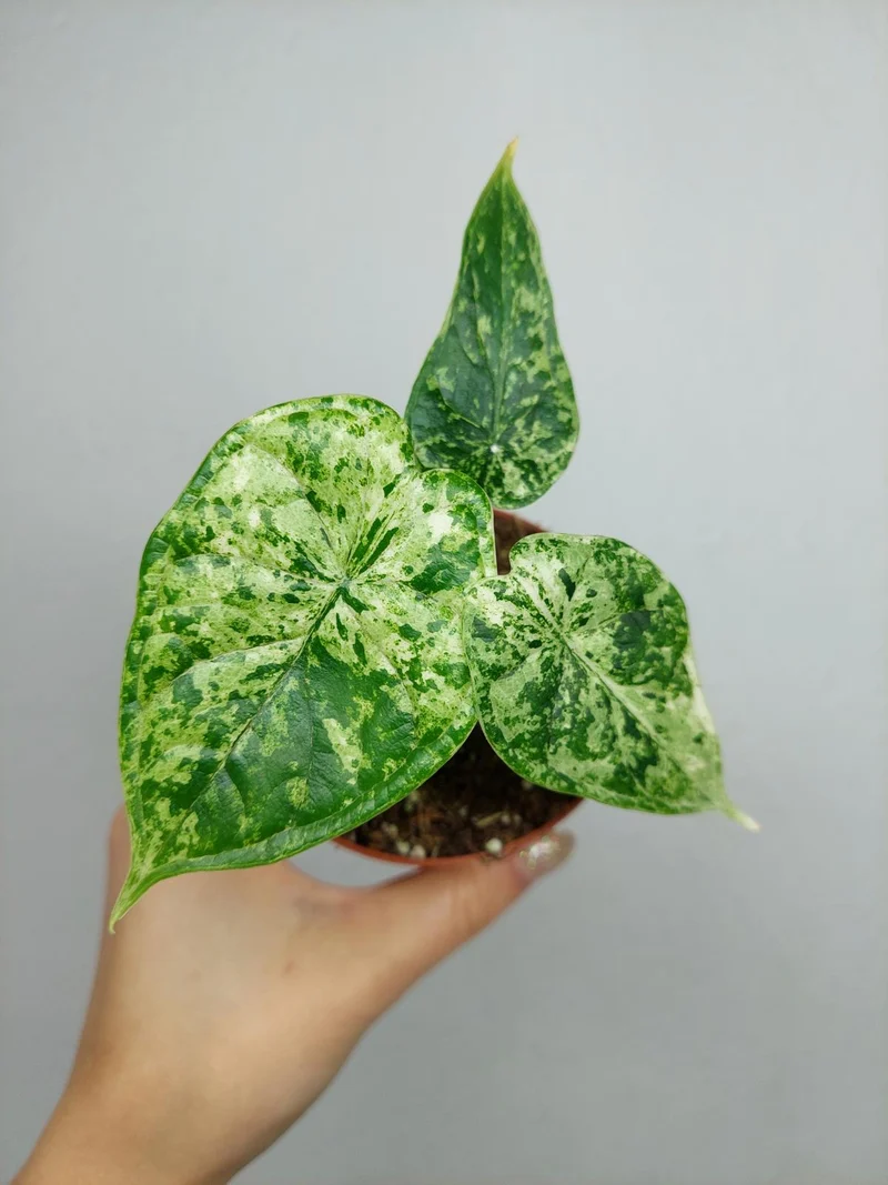 Alocasia Dragon Scale Mint