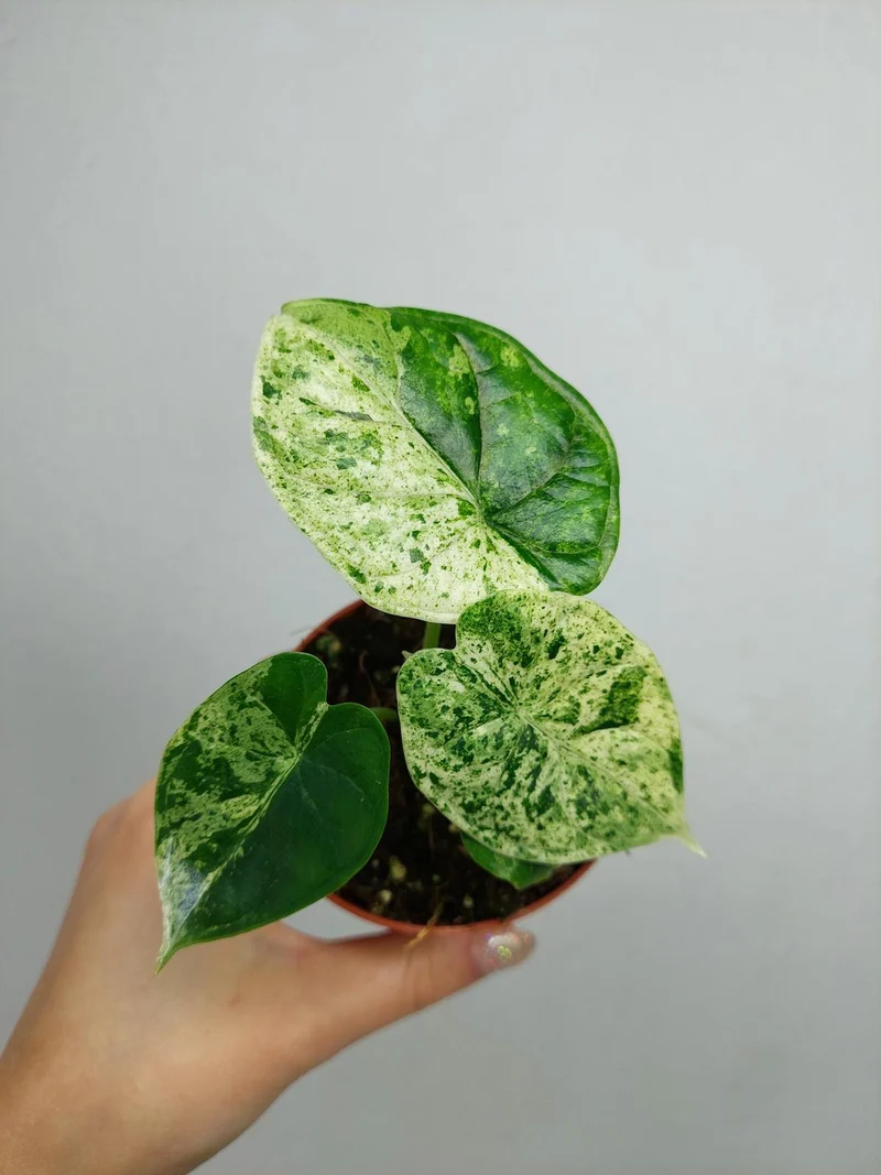 Alocasia Dragon Scale Mint