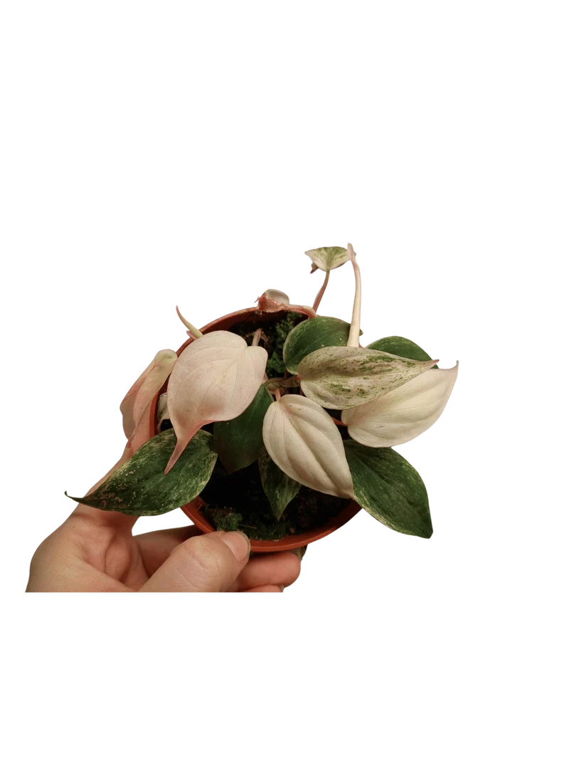 Philodendron Micans Pink