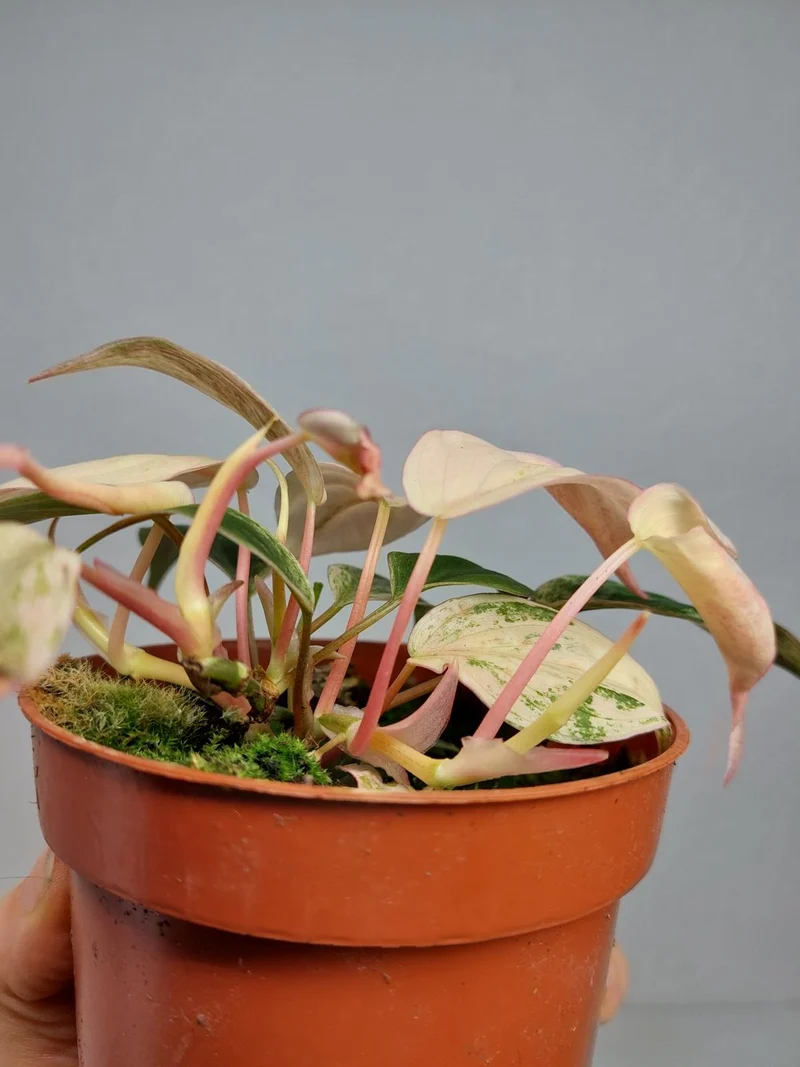 Philodendron Micans Pink