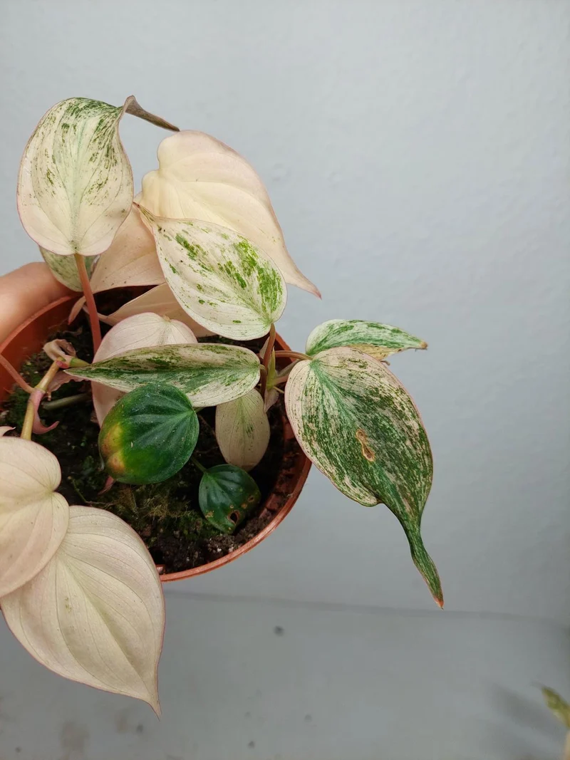 Philodendron Micans Pink