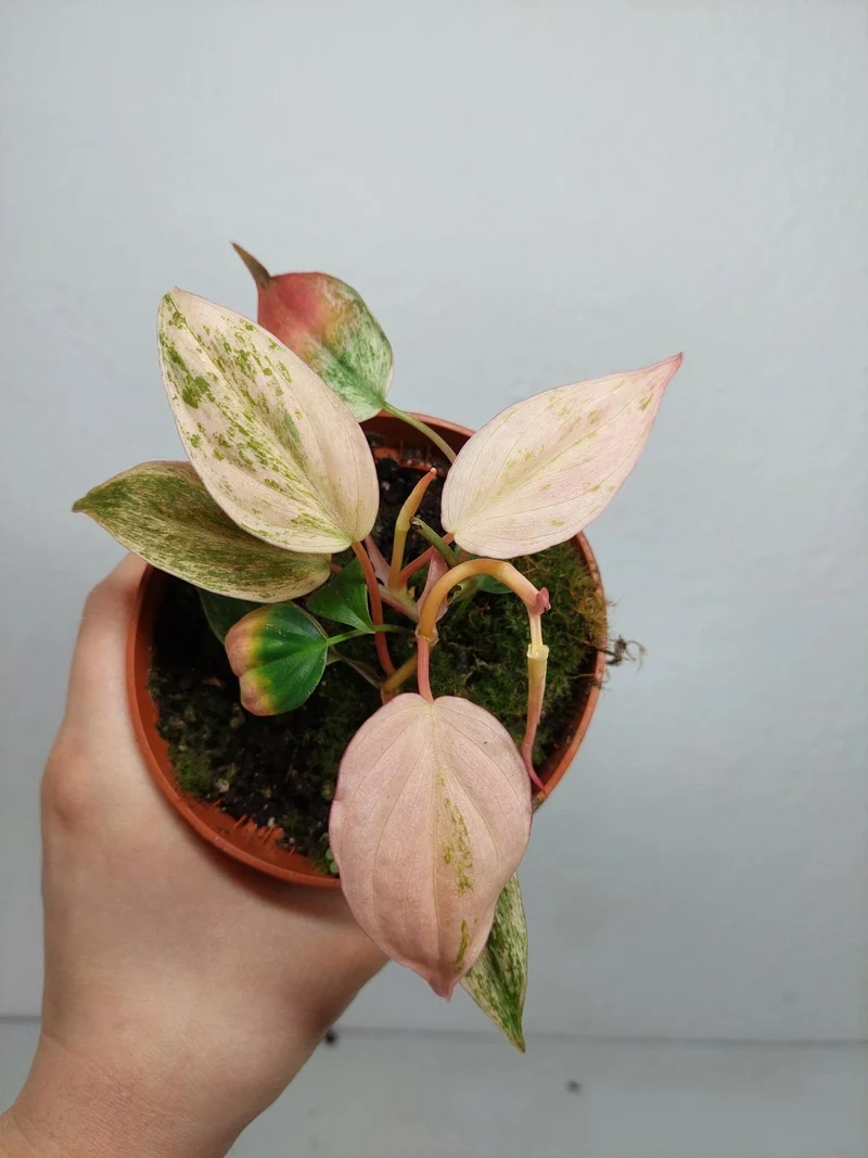 Philodendron Micans Pink