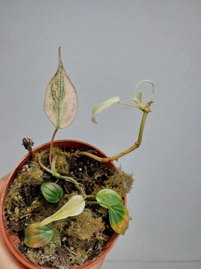 Philodendron Micans Pink