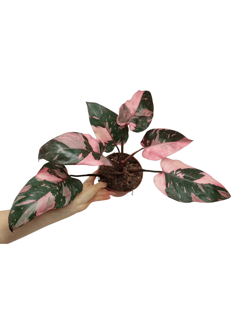 Philodendron Pink Princess Galaxy