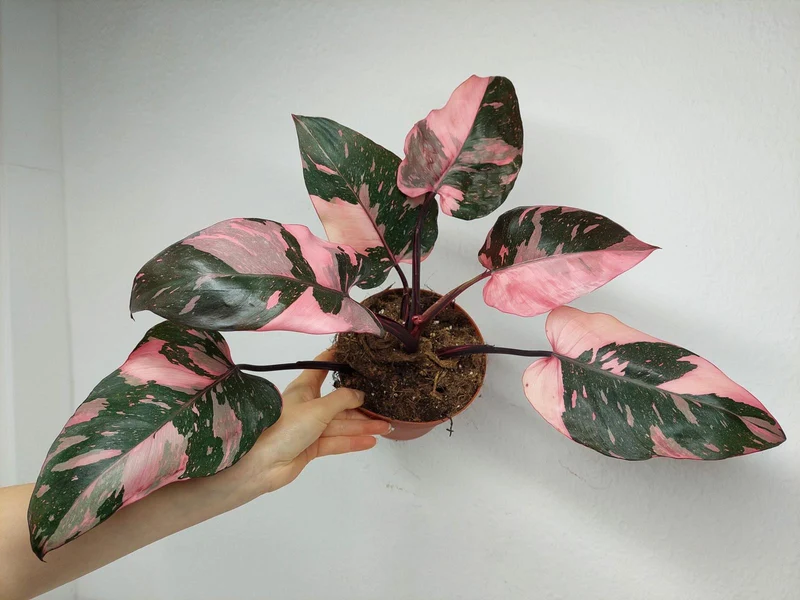 Philodendron Pink Princess Galaxy