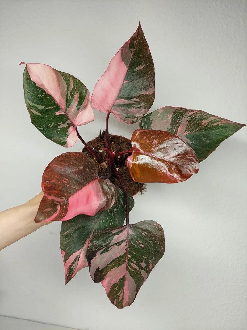 Philodendron Pink Princess Galaxy