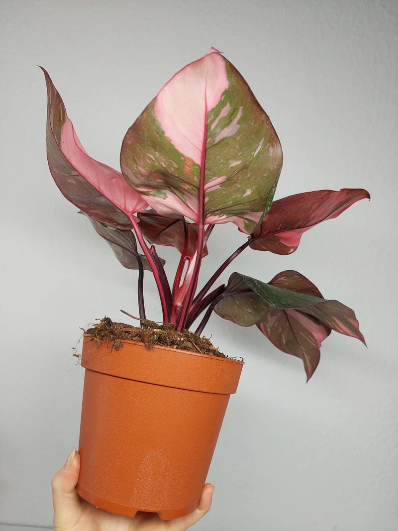 Philodendron Pink Princess Galaxy