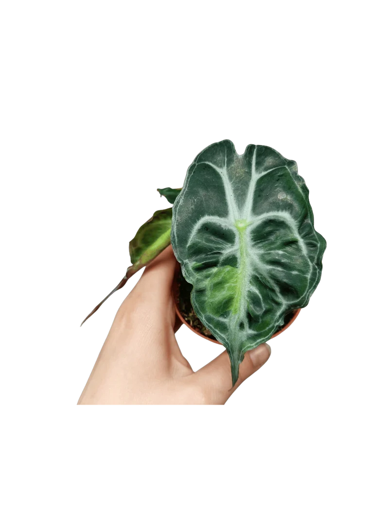 Alocasia Venom Aurea