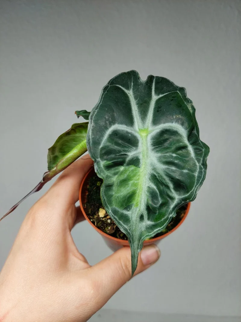 Alocasia Venom Aurea