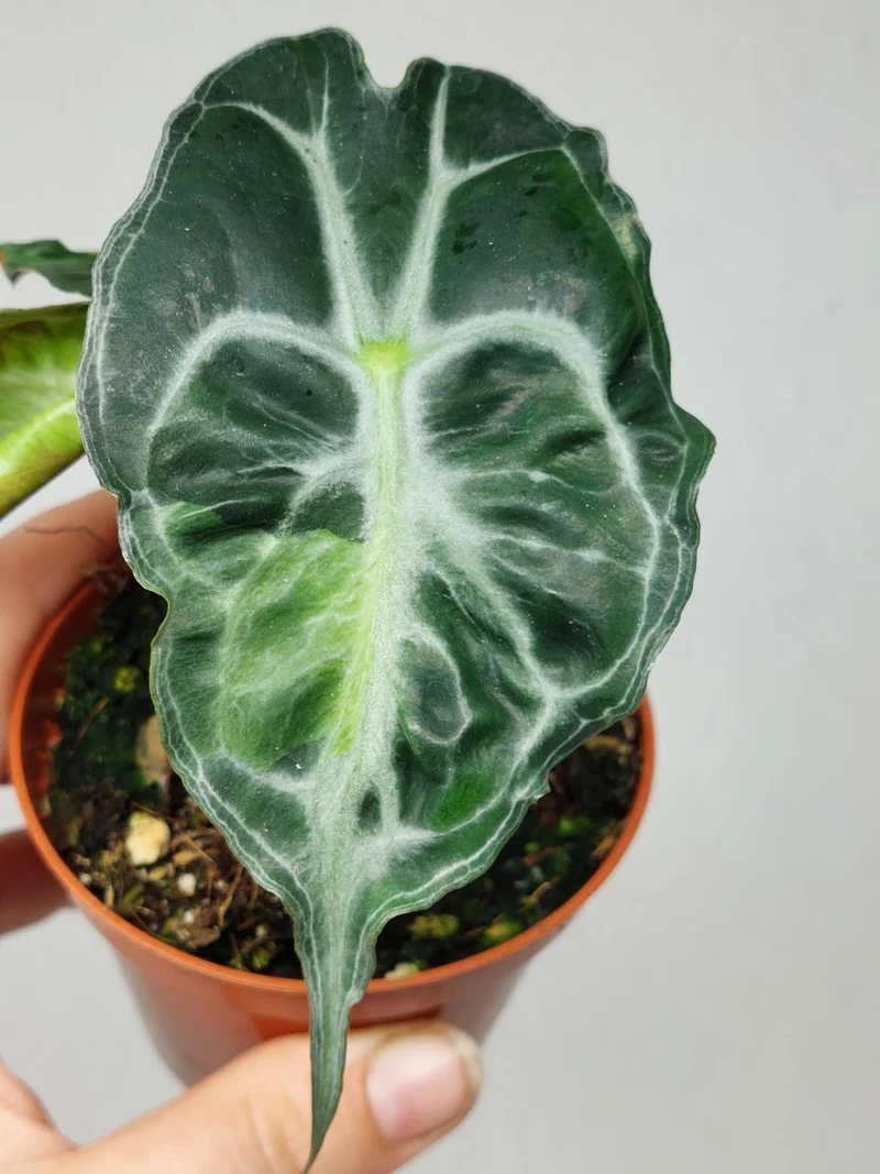 Alocasia Venom Aurea