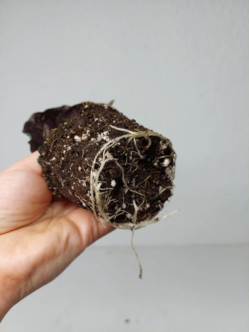 Alocasia Venom Aurea