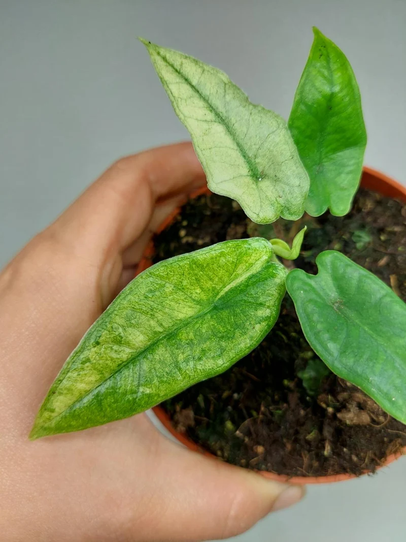 Alocasia Sulawesi Green Carpet Mint Variegata