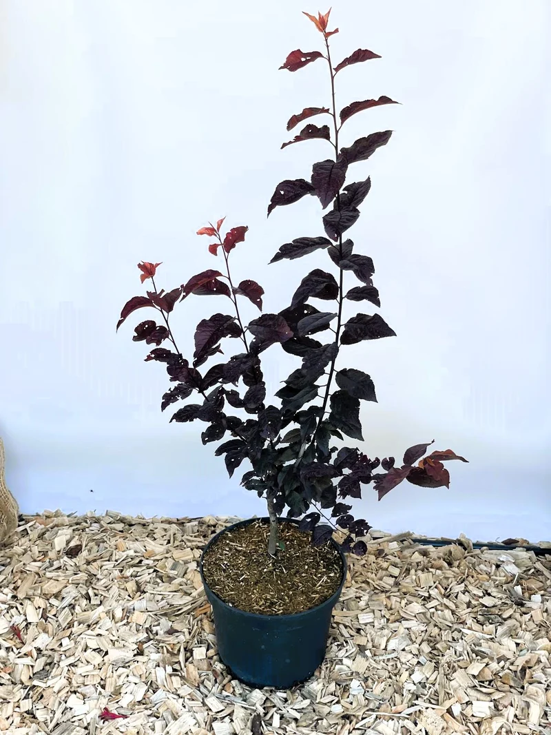 Blutpflaume 'Nigra' - Topf-/Containerpflanzen