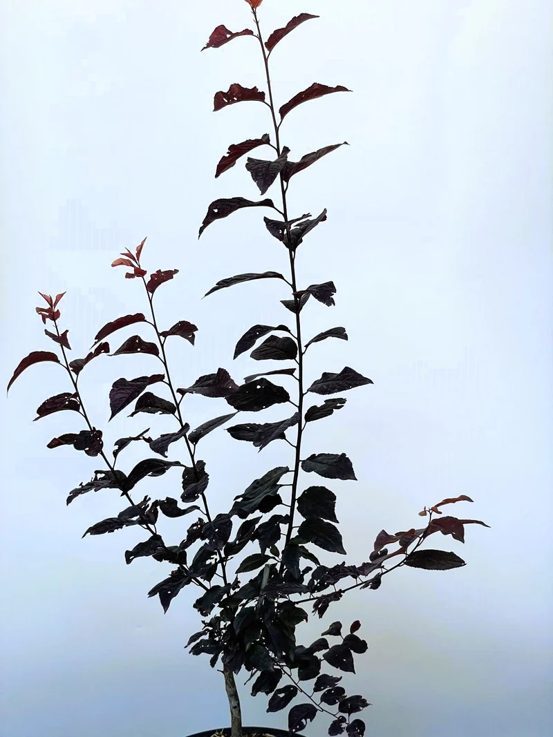 Blutpflaume 'Nigra' - Topf-/Containerpflanzen