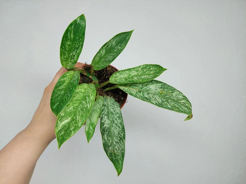 Raphidophora Elliptica Mint