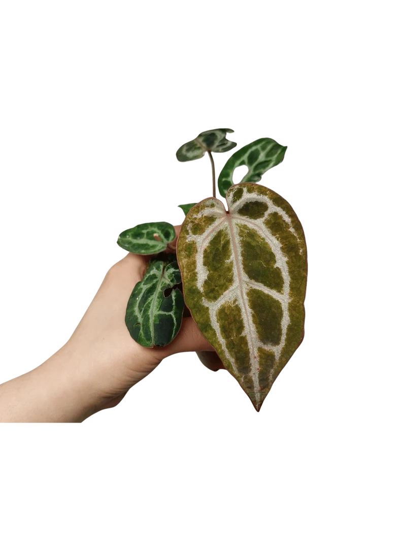 Anthurium Red Crystallinum Variegata