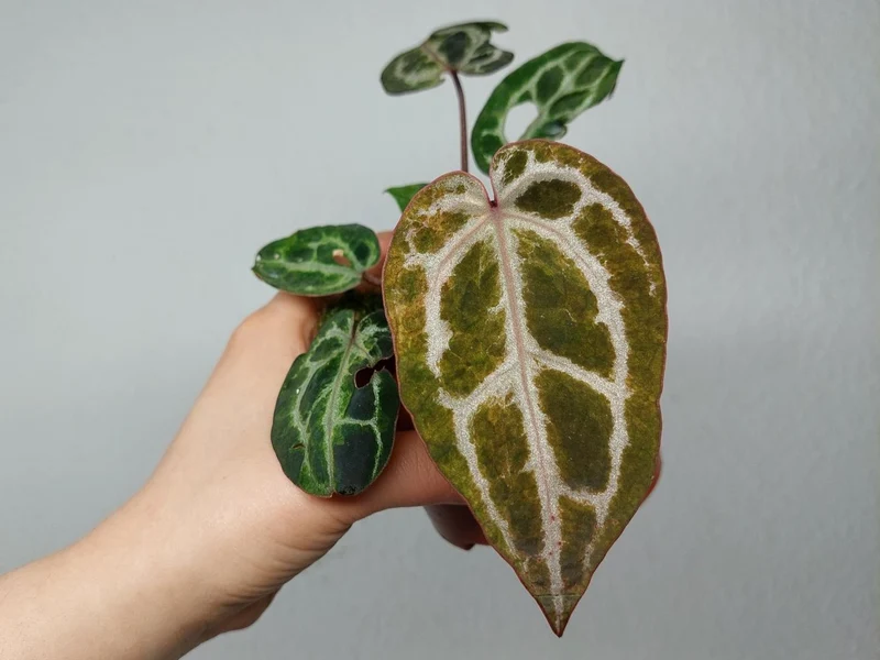 Anthurium Red Crystallinum Variegata