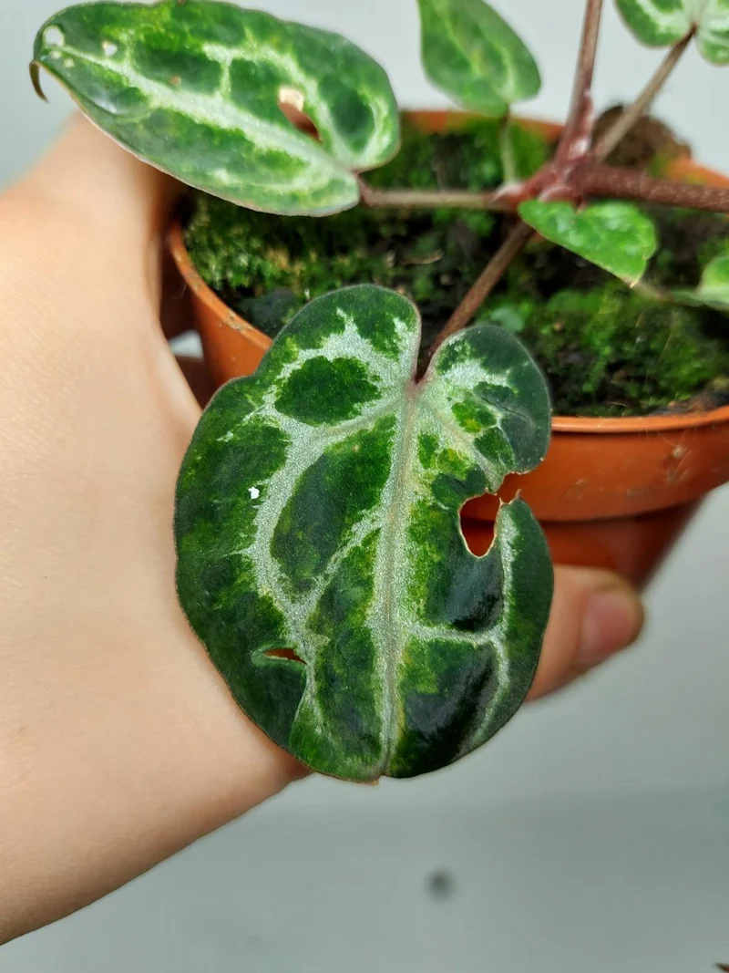 Anthurium Red Crystallinum Variegata